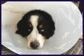 How Much Does It Cost to Neuter a Dog?